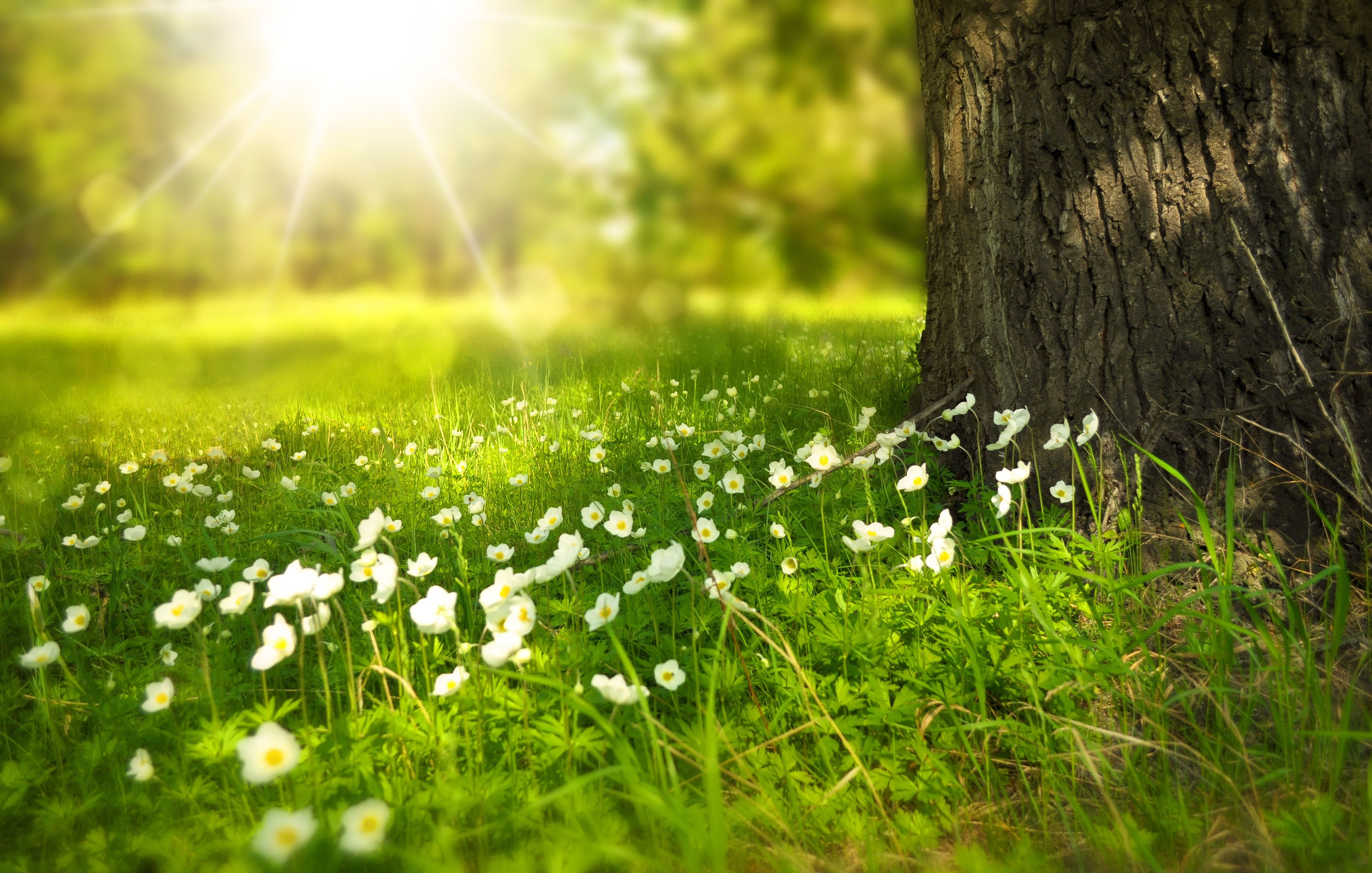 Peaceful Tree Scene